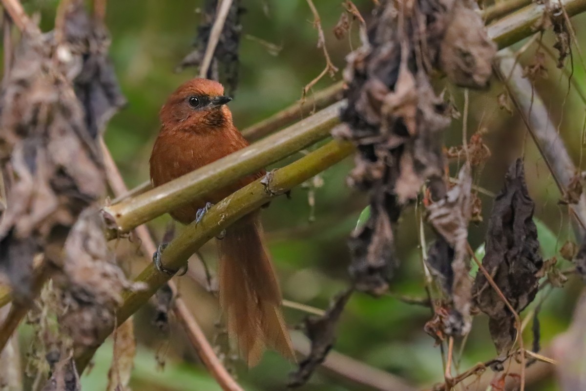 Rufous Spinetail - ML623325338