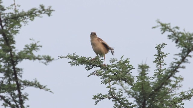 Bristled Grassbird - ML623325378