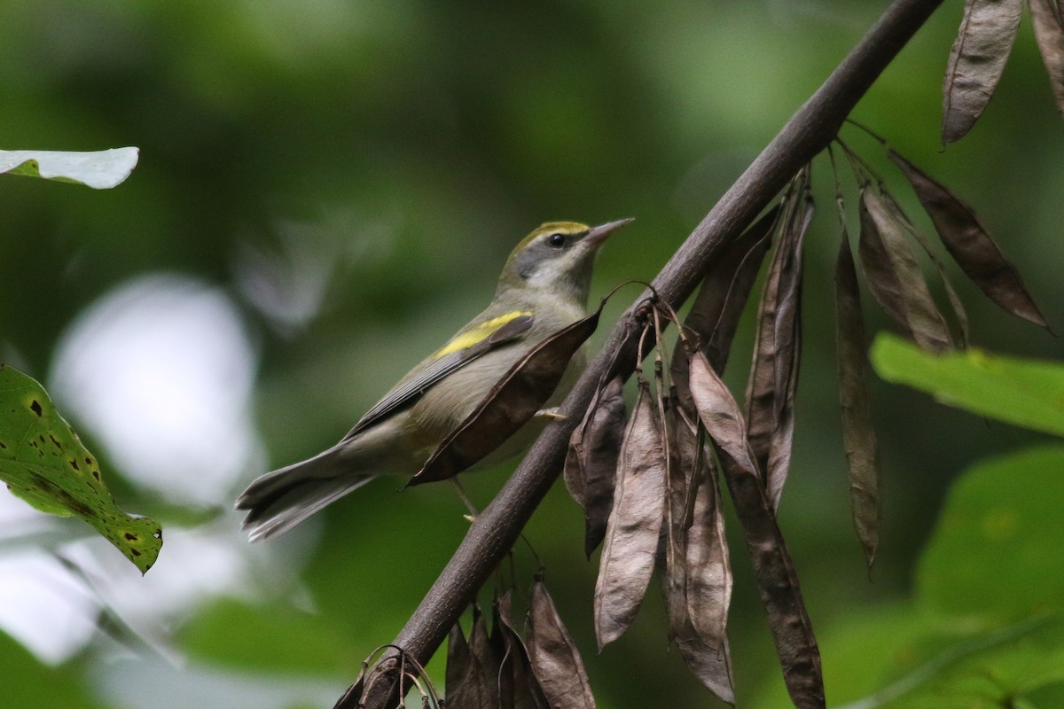 Golden-winged Warbler - ML623325401