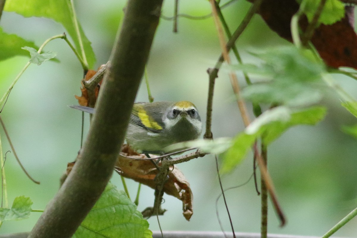 Golden-winged Warbler - ML623325402