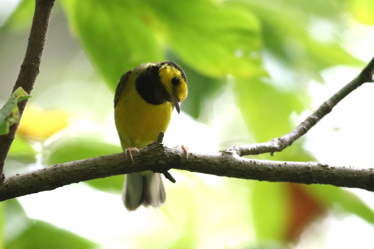 Hooded Warbler - ML623325406