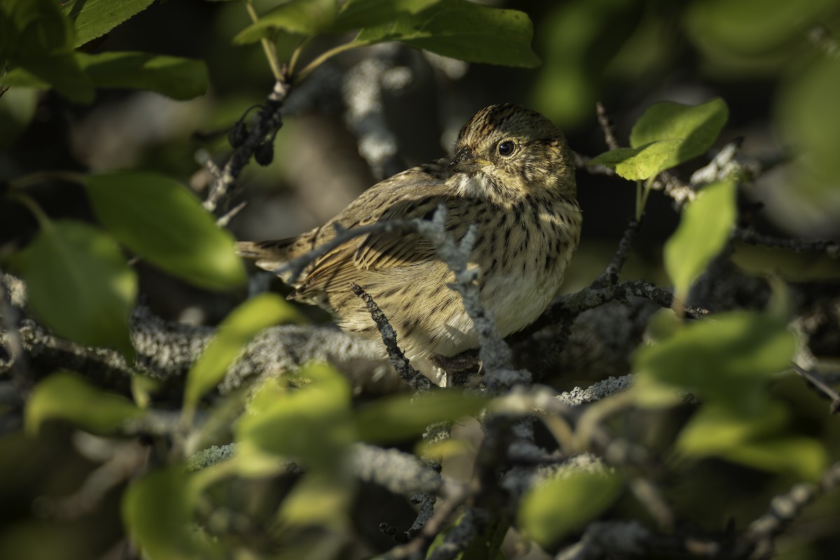 Lincoln's Sparrow - ML623325422