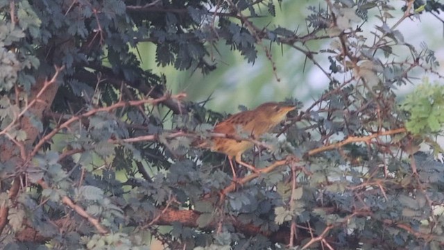 Common Grasshopper Warbler - ML623325534