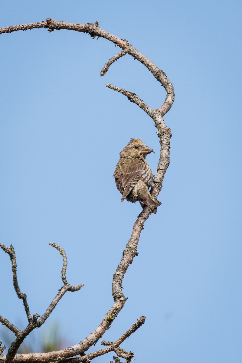 Red Crossbill - Mariann Cyr