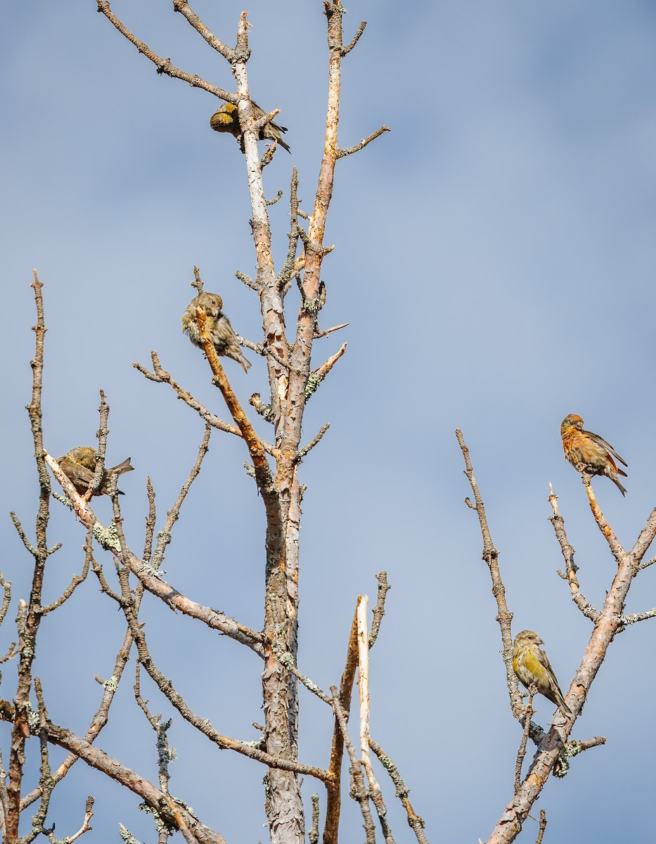 Red Crossbill - ML623325578