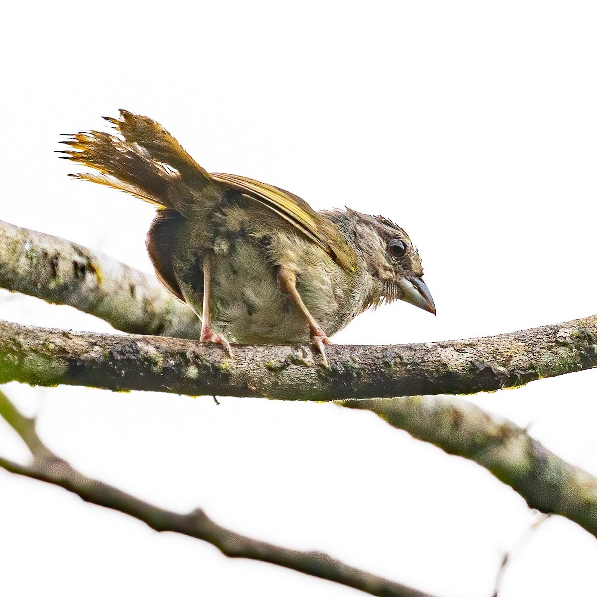 Green-backed Sparrow - ML623325594