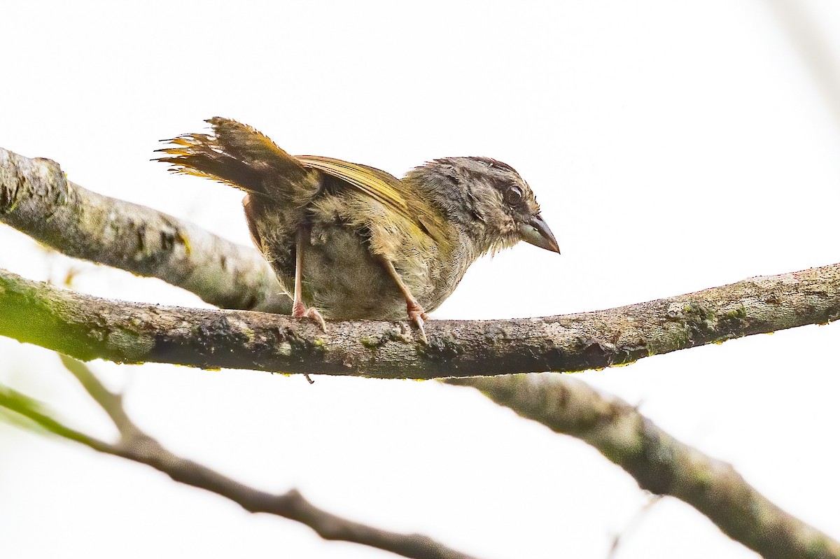 Green-backed Sparrow - ML623325598