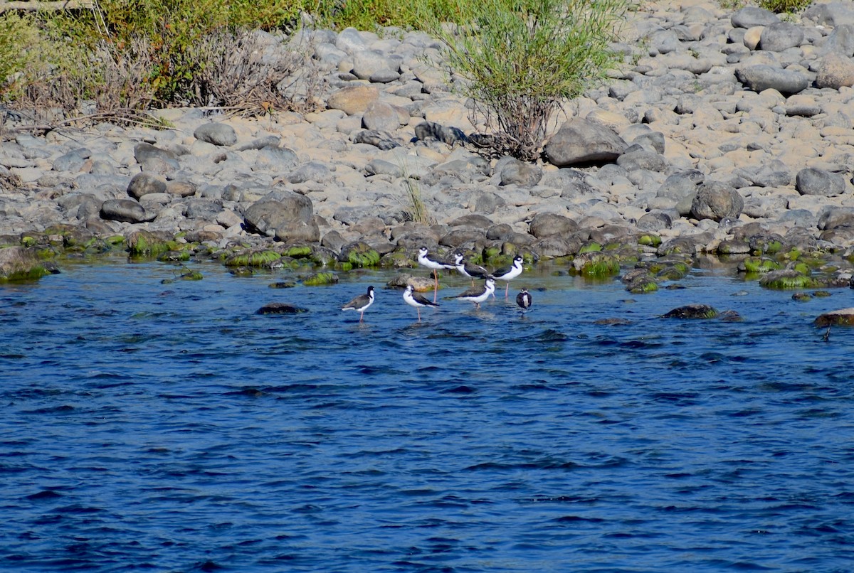 Black-necked Stilt - ML623325626