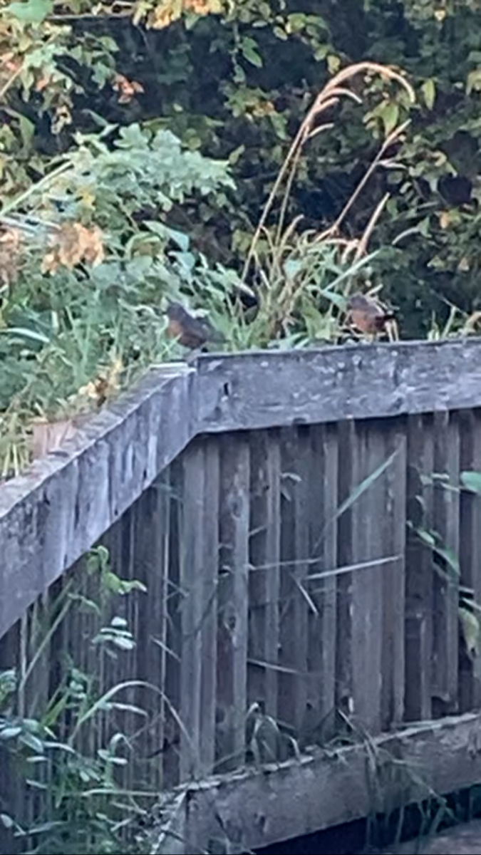 American Robin - ML623325663