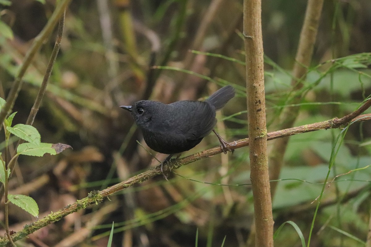 Junin Tapaculo - ML623325670