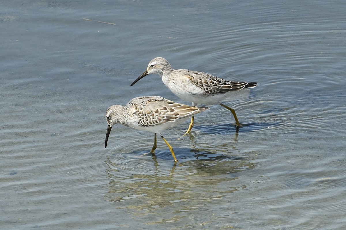 Stilt Sandpiper - ML623325672