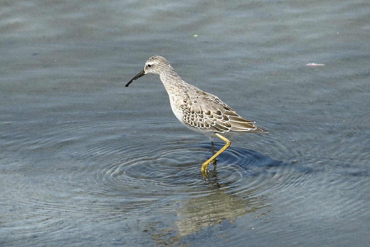 Stilt Sandpiper - ML623325678