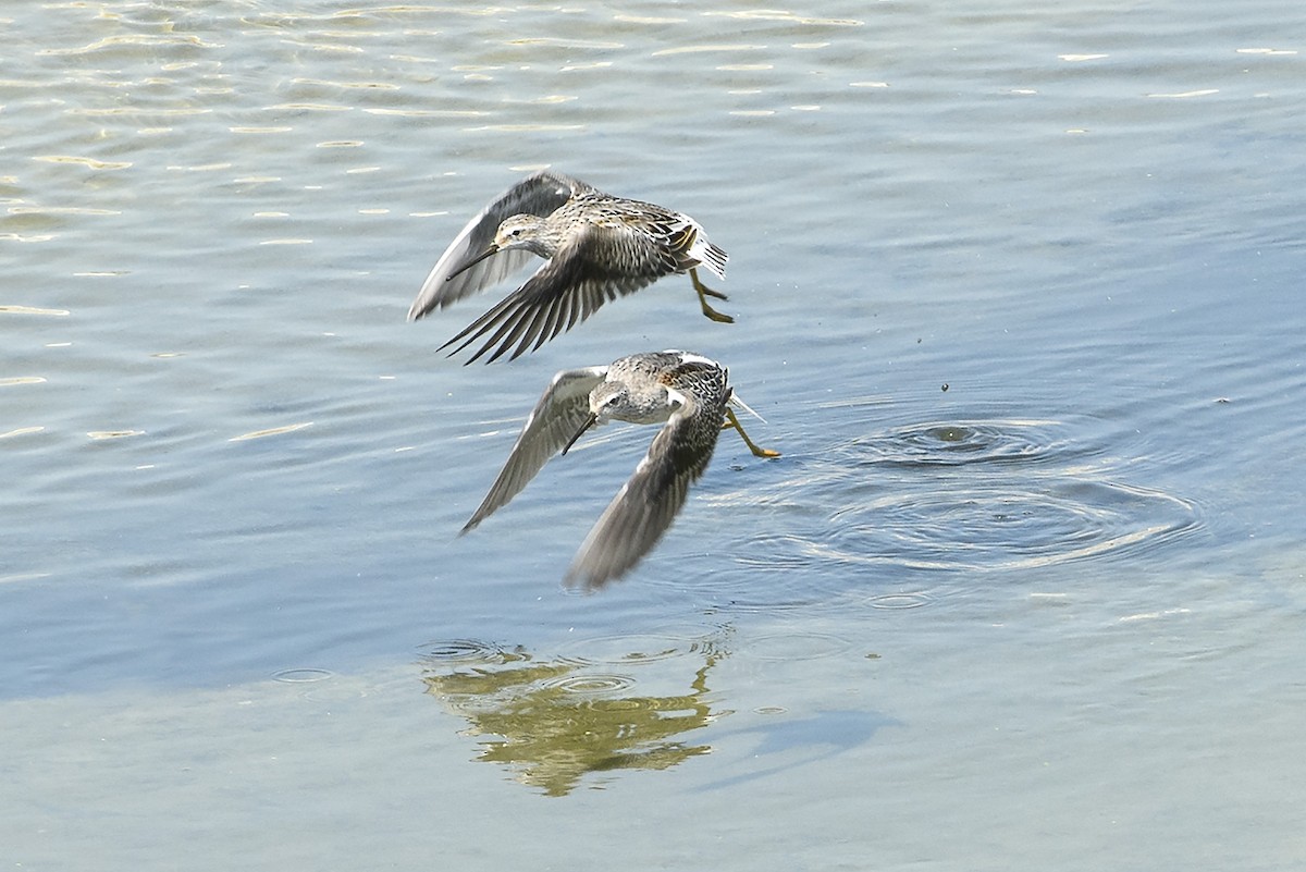 Stilt Sandpiper - ML623325680
