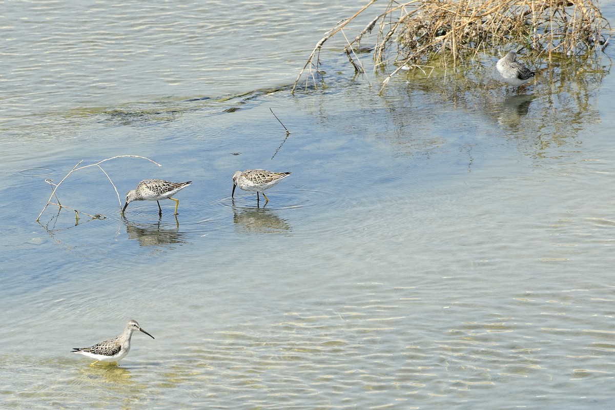 Stilt Sandpiper - ML623325683