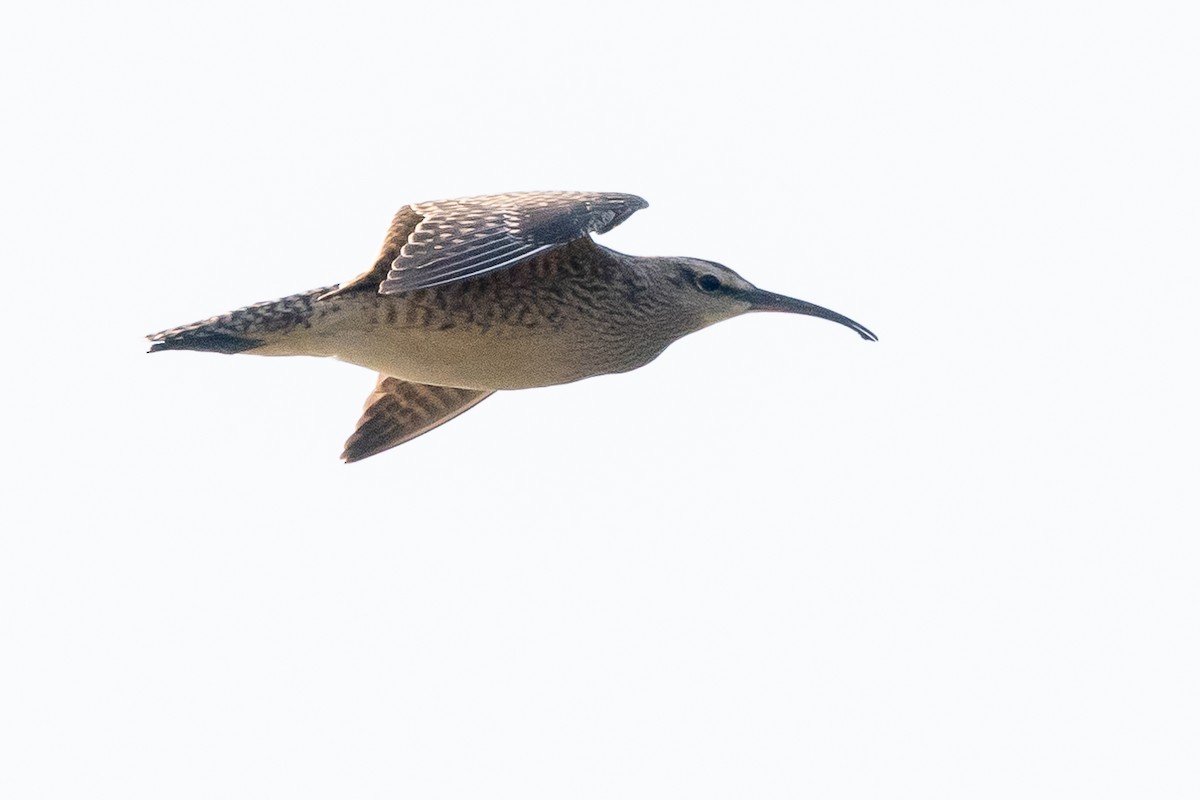 Whimbrel - ML623325697