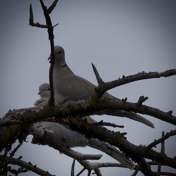 Eurasian Collared-Dove - ML623325708