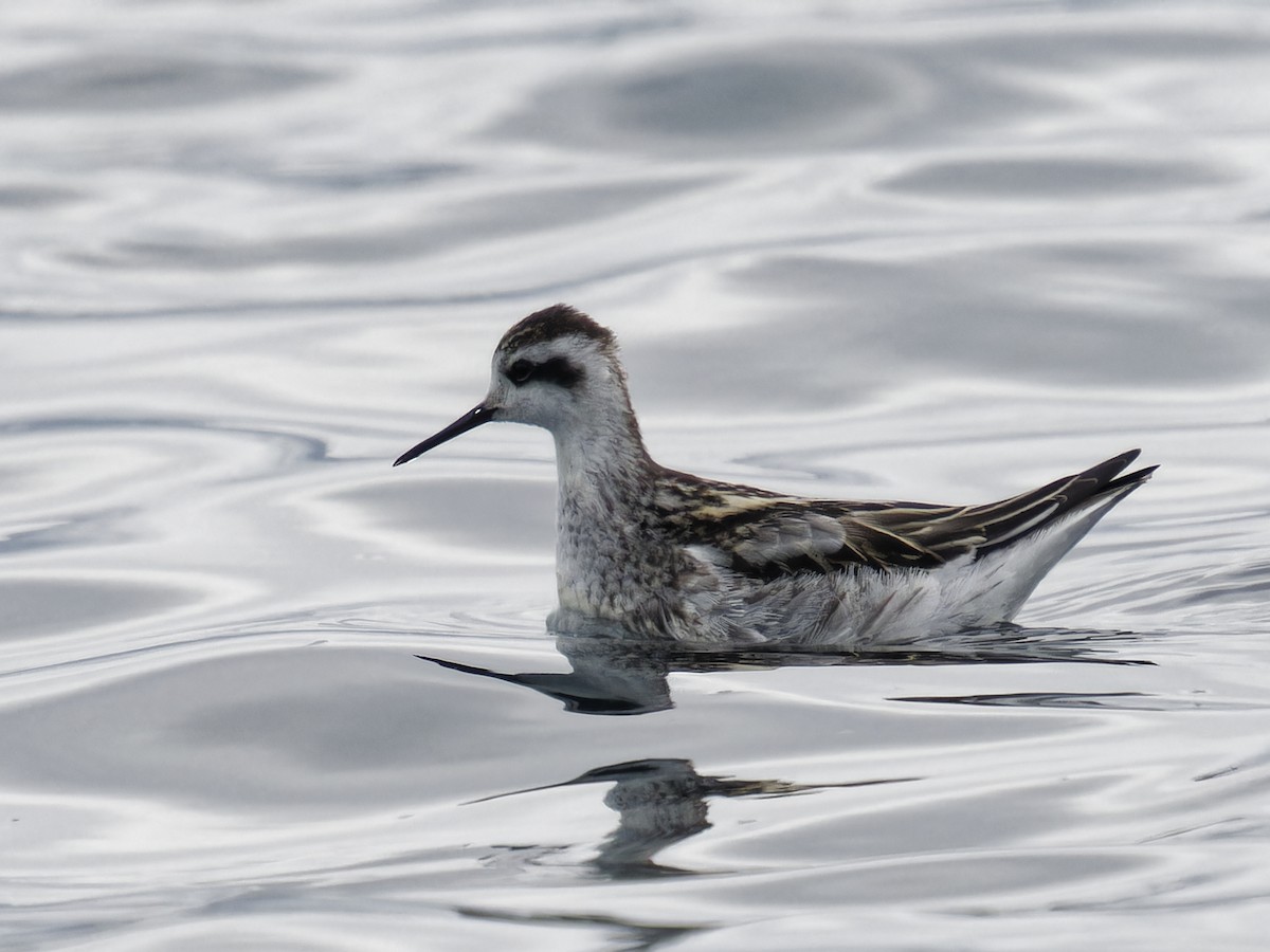 Red-necked Phalarope - ML623325720