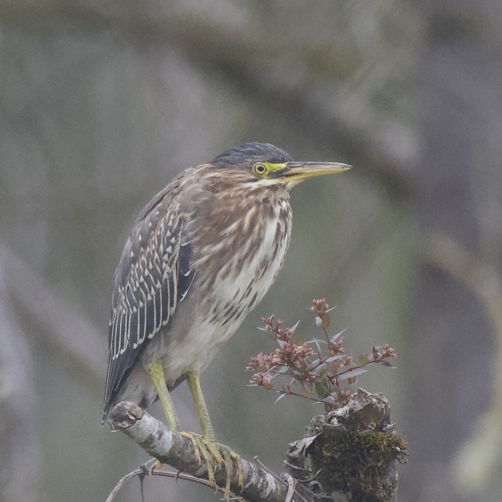 Green Heron - Tim Vogan