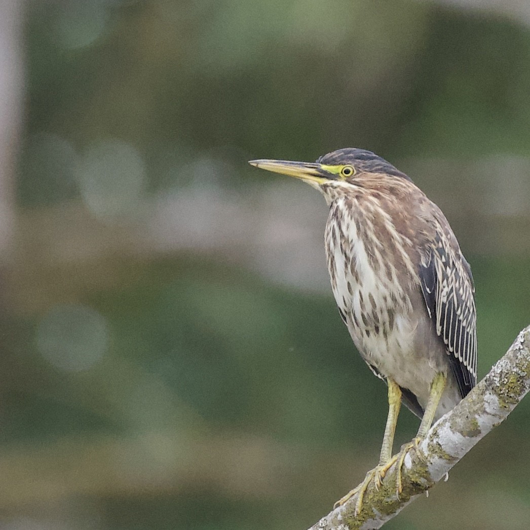 Green Heron - ML623325725