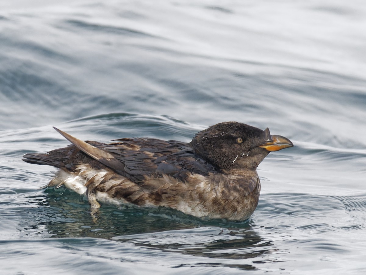 Rhinoceros Auklet - ML623325728