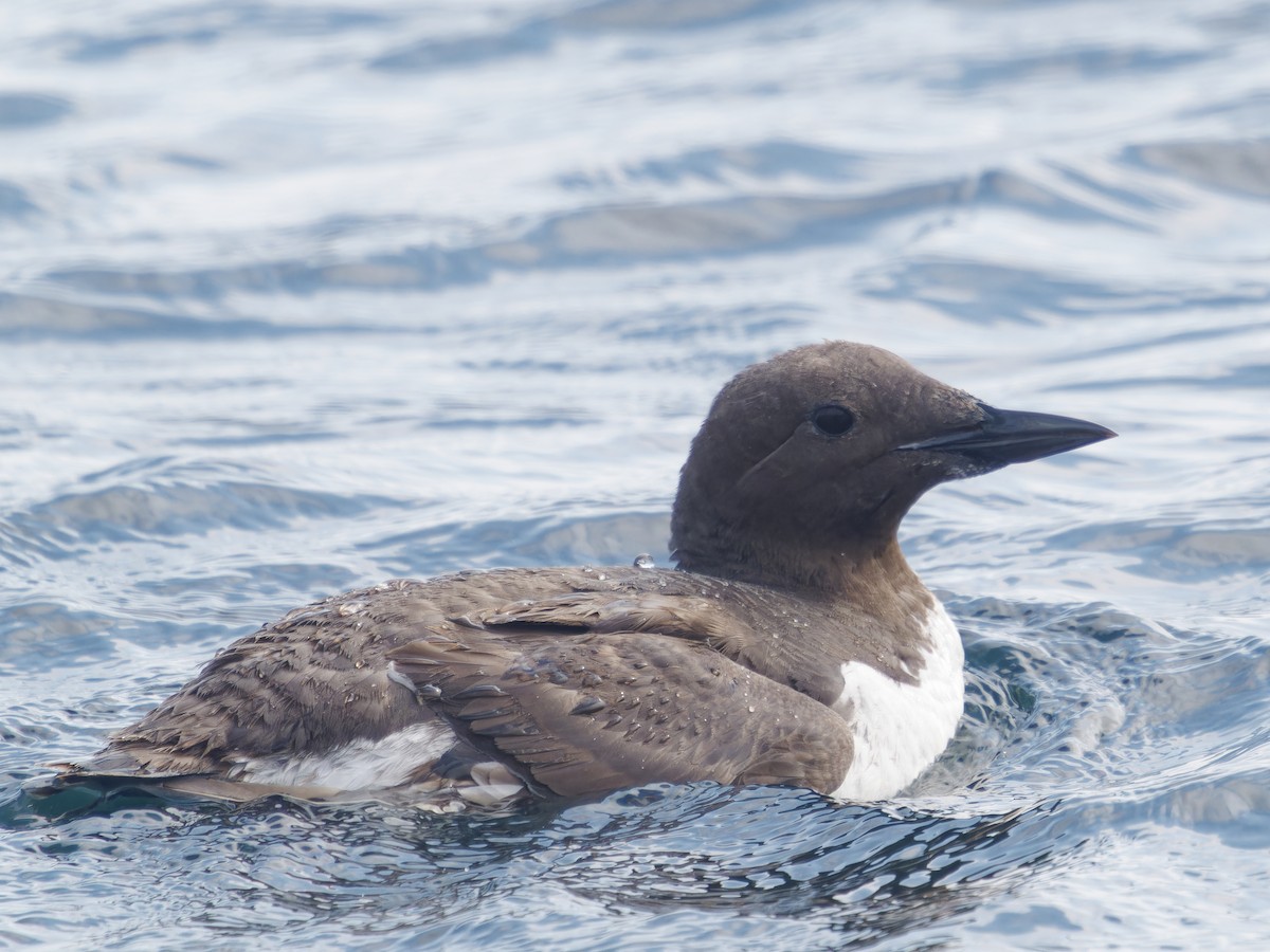 Common Murre - ML623325734