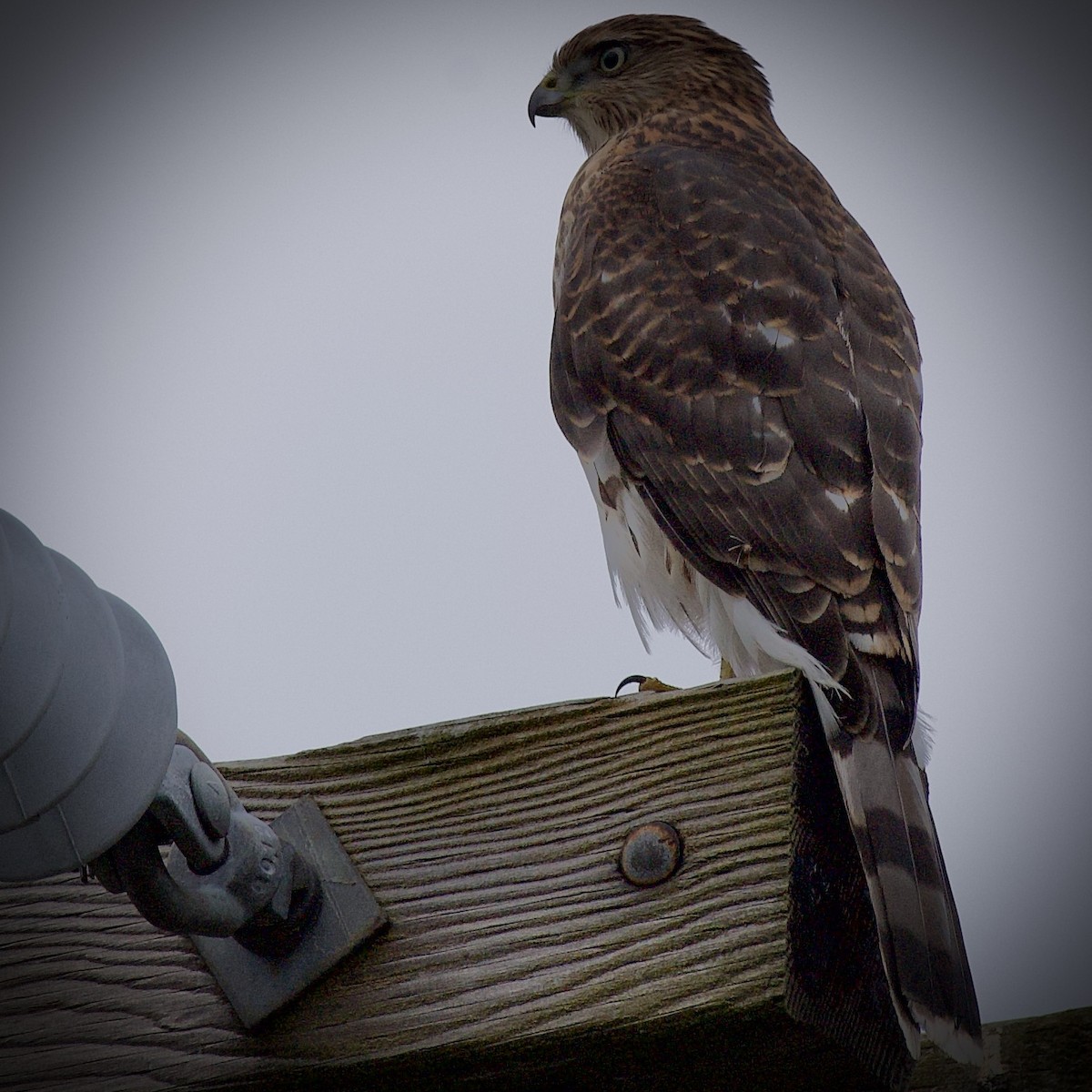 Cooper's Hawk - ML623325738