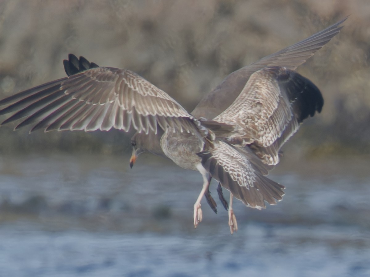 Heermann's Gull - Edith Holden