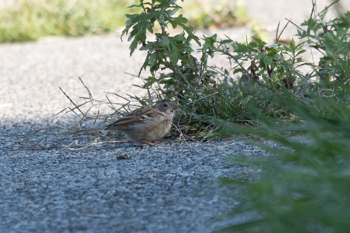 Field Sparrow - ML623325745