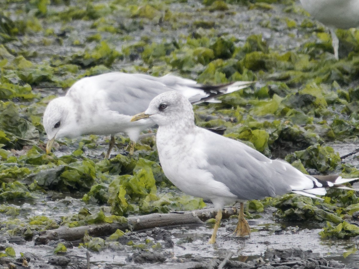 Short-billed Gull - ML623325747