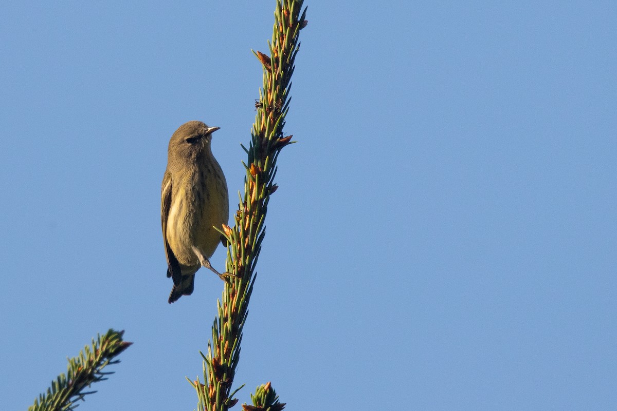 Cape May Warbler - ML623325755