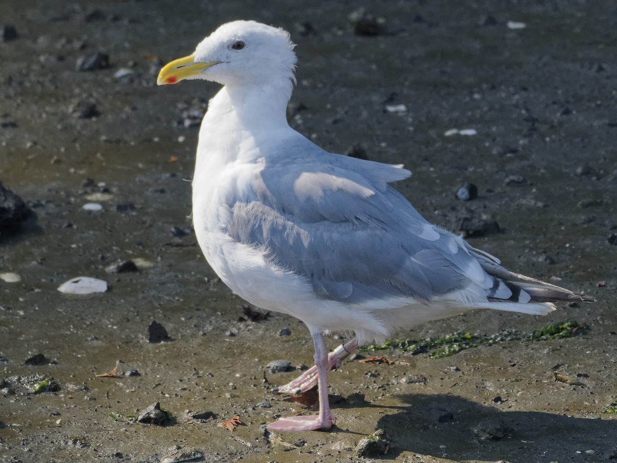 Herring Gull (American) - ML623325756