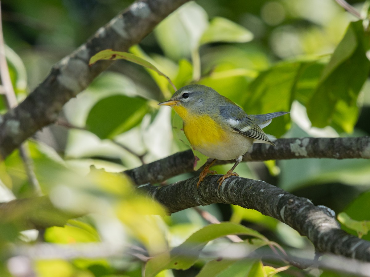 Northern Parula - ML623325761