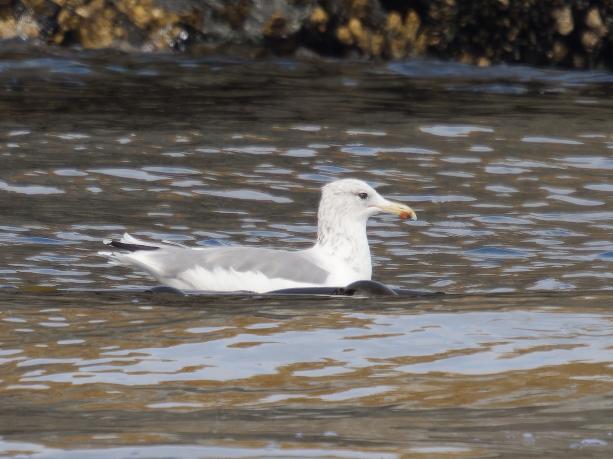 California Gull - ML623325764