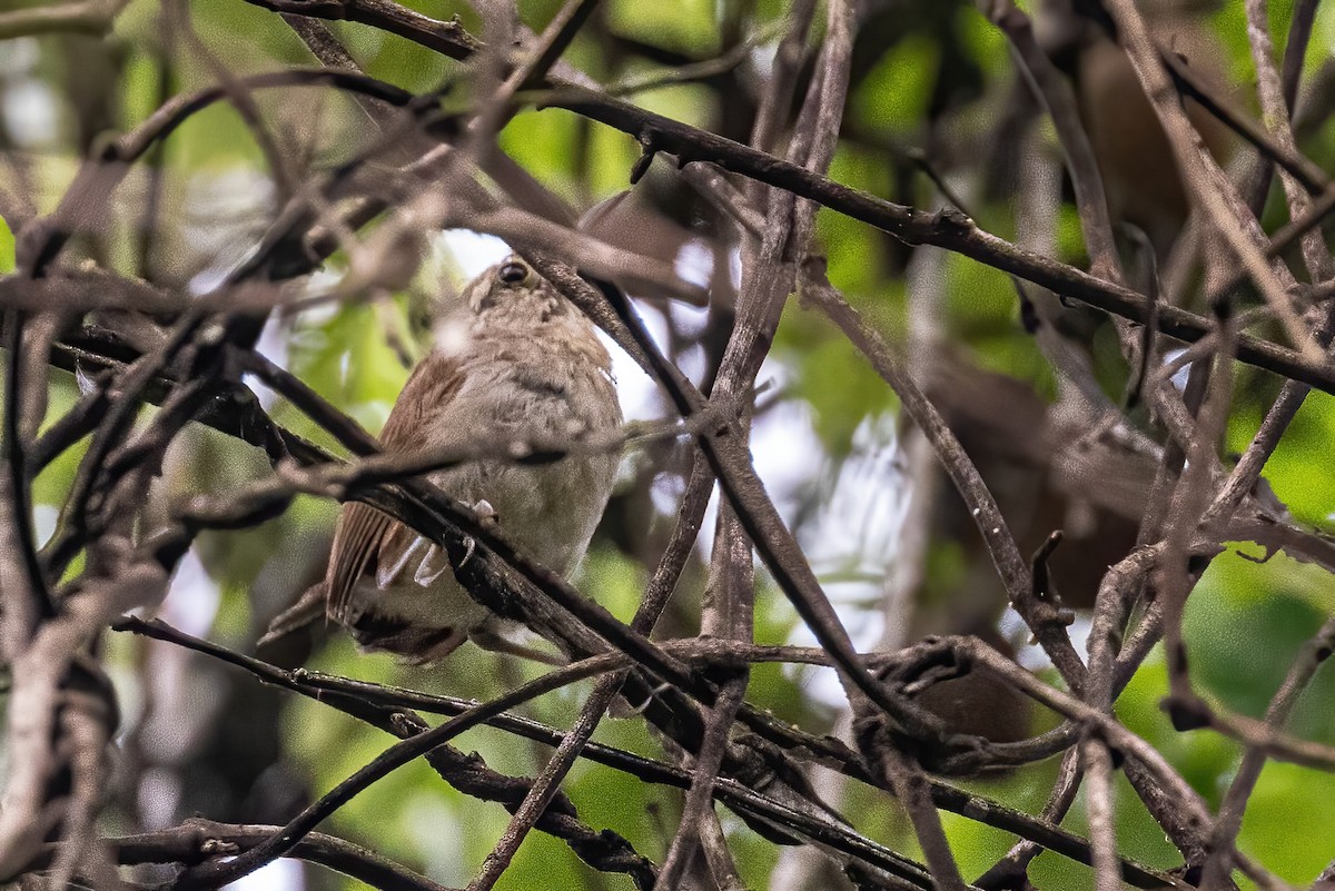 White-bellied Wren - ML623325765