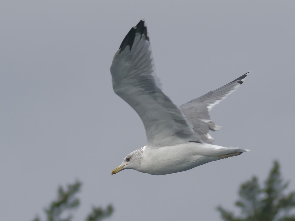 Glaucous-winged Gull - Edith Holden