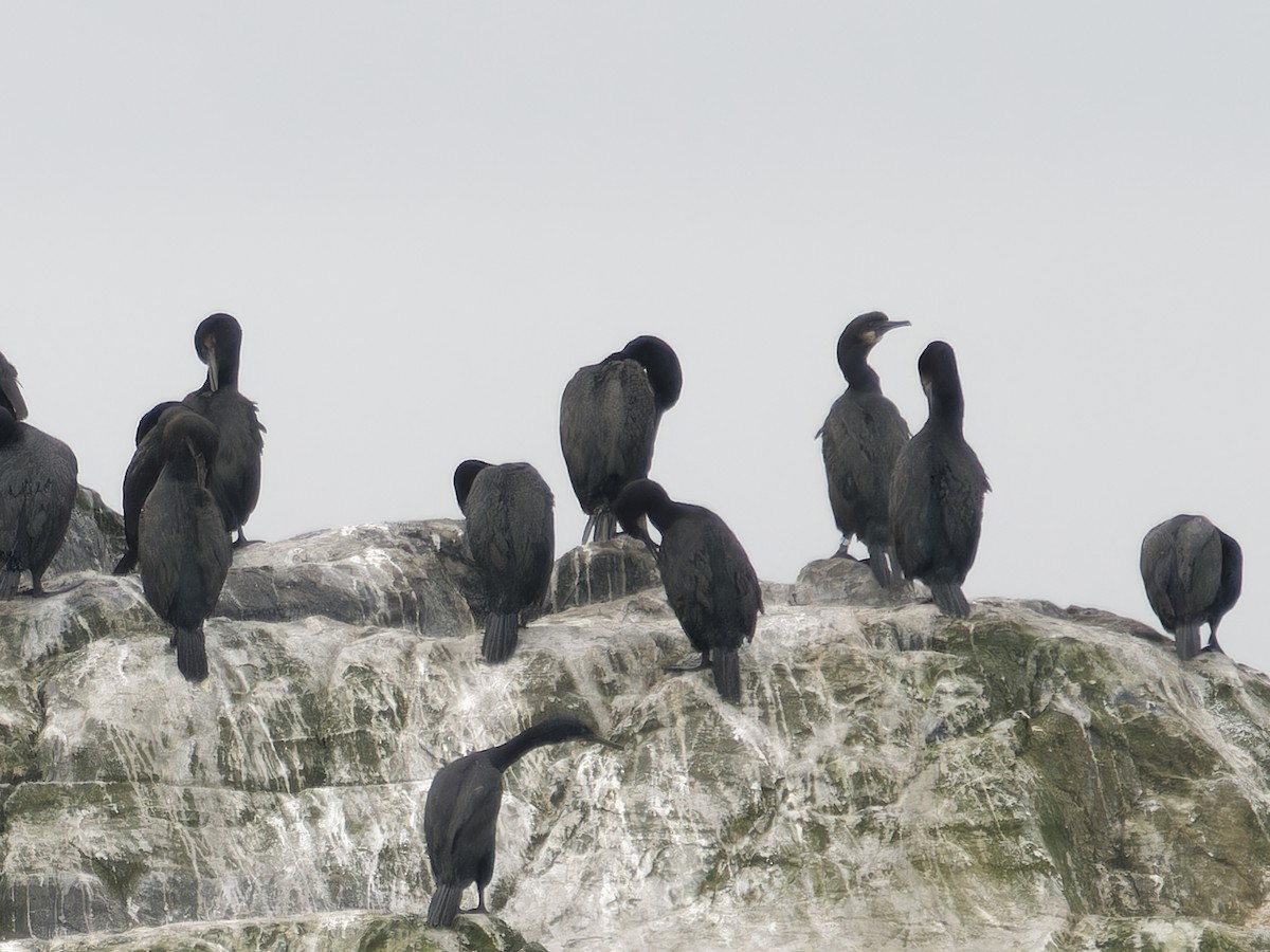 Brandt's Cormorant - ML623325776