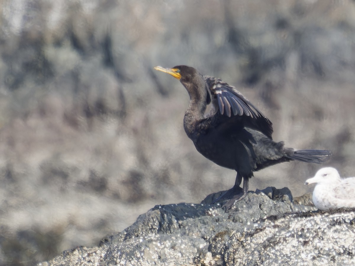 Double-crested Cormorant - ML623325795