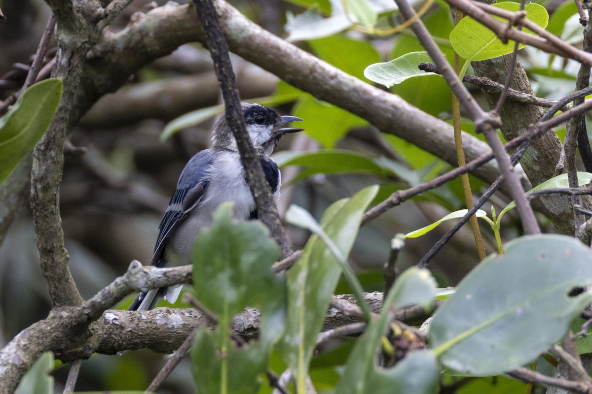 Japanese Tit (commixtus) - ML623325807