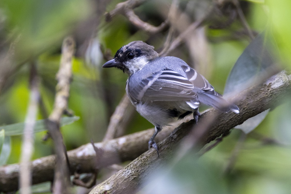 Japanese Tit (commixtus) - ML623325815