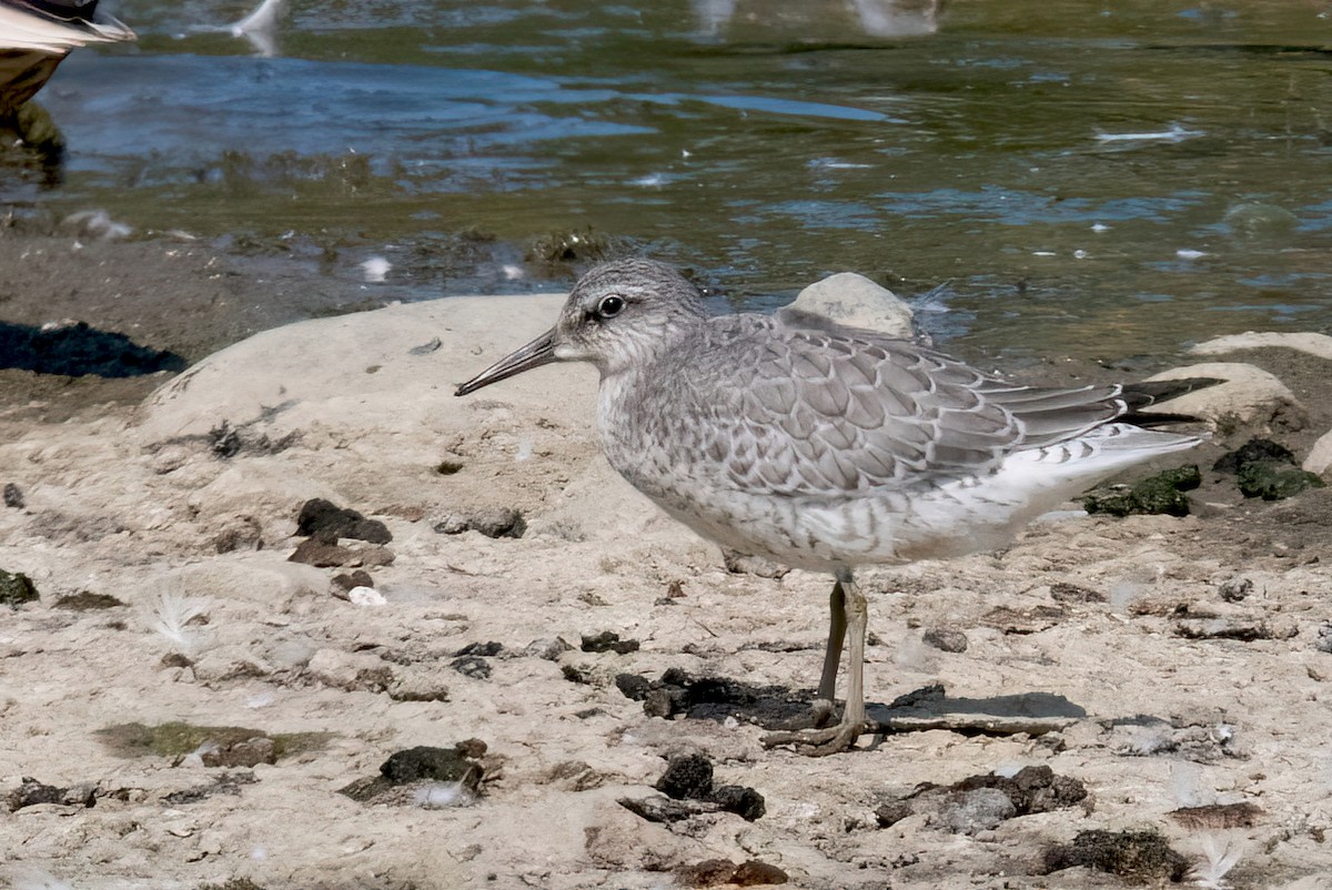 Red Knot - Sue Barth