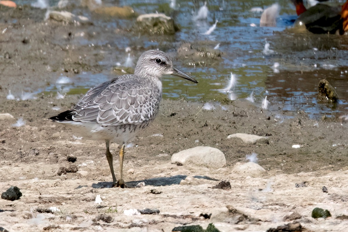 Red Knot - Sue Barth
