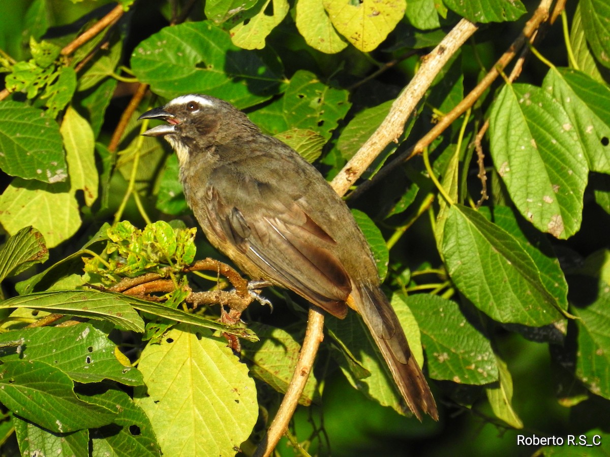 Cinnamon-bellied Saltator - roberto rodriguez sanchez