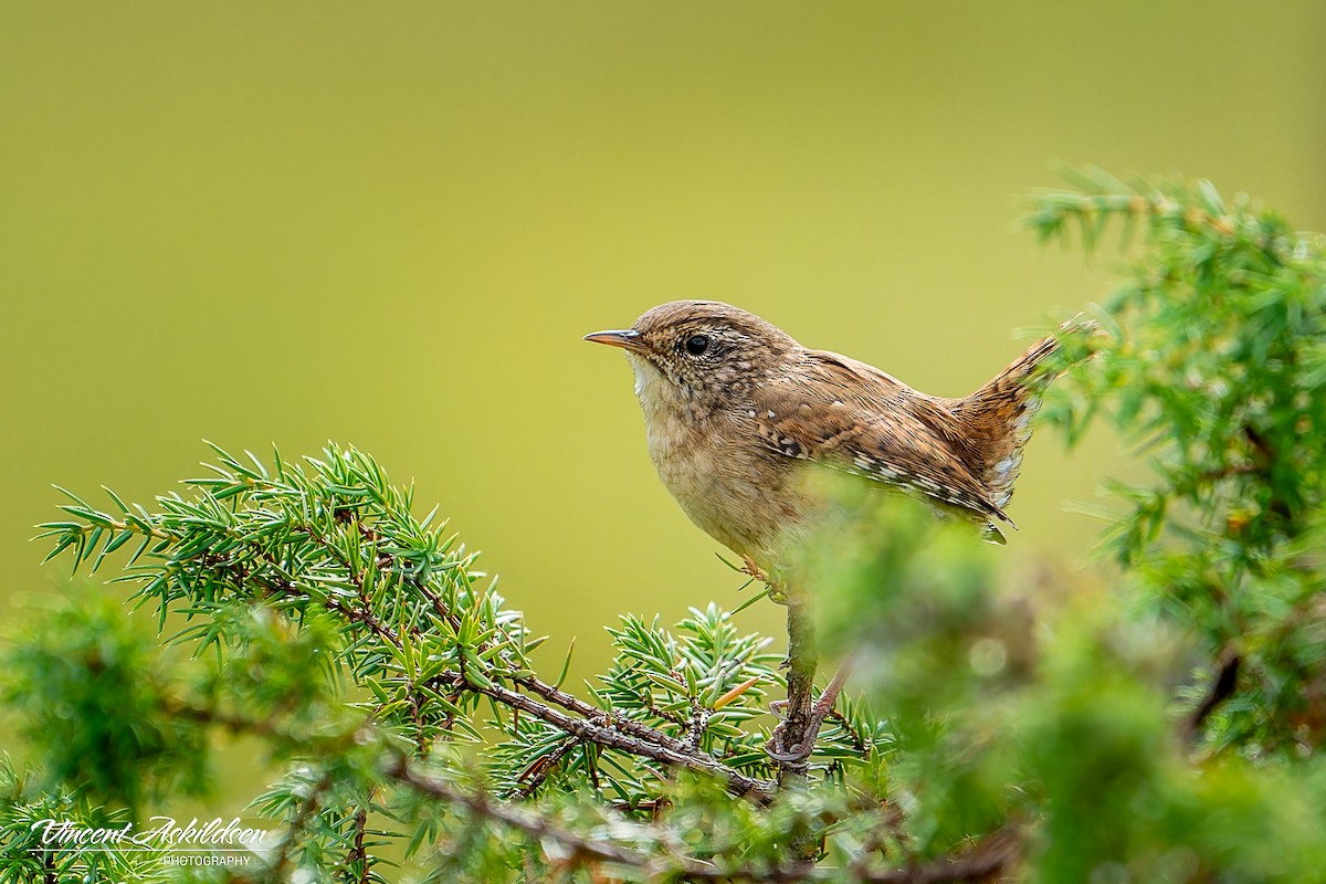 Eurasian Wren - ML623325870