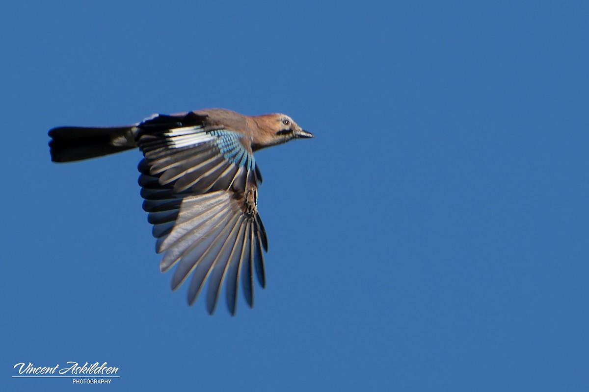 Eurasian Jay - ML623325889