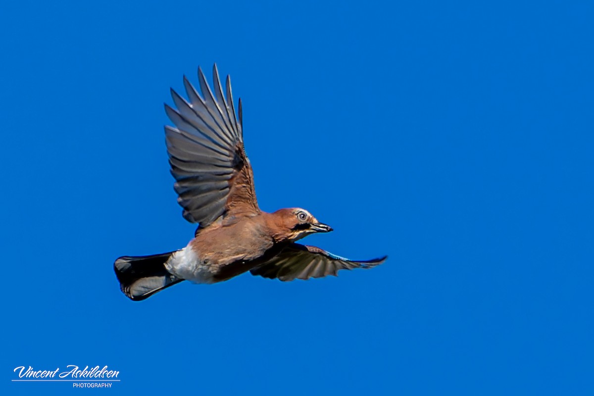 Eurasian Jay - ML623325890