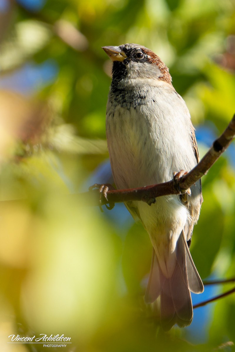 House Sparrow - ML623325891