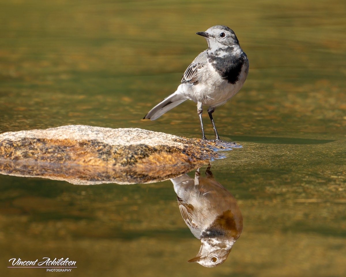 White Wagtail - ML623325892