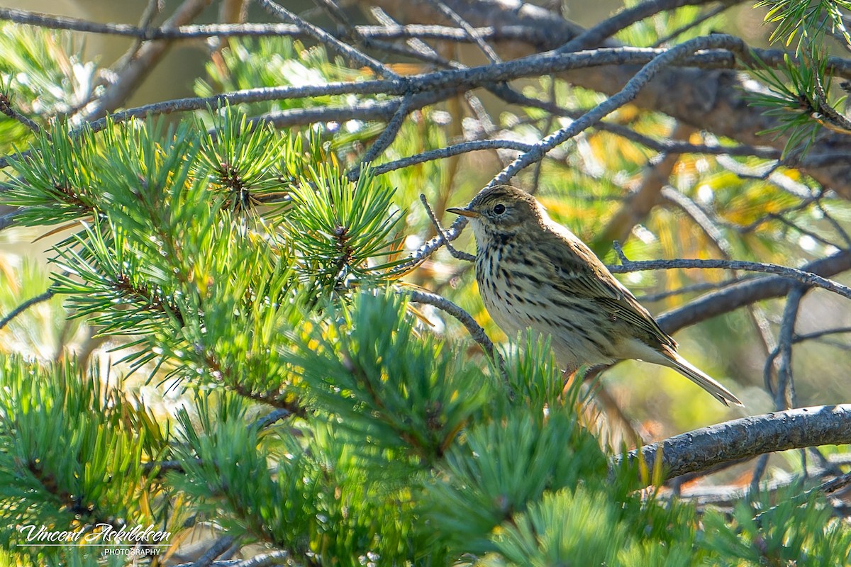 Meadow Pipit - ML623325893