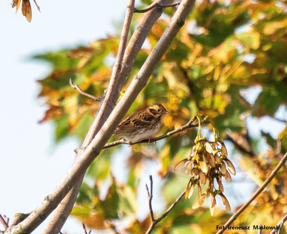 Rustic Bunting - Sławomir Niedźwiecki