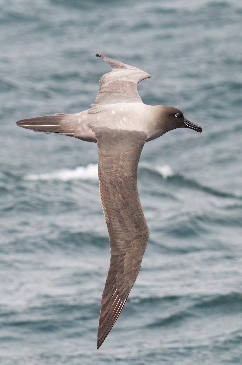 Light-mantled Albatross - ML623325929